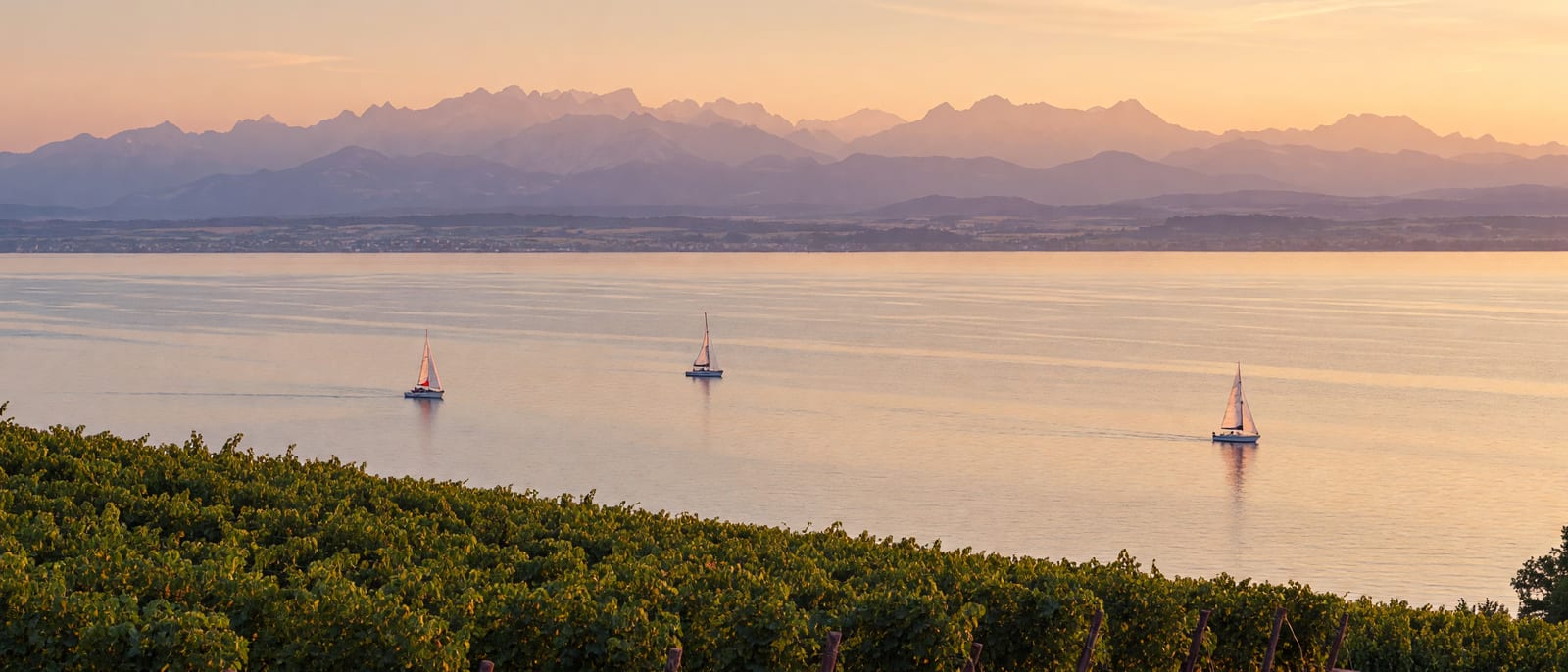 Bodensee am Abend, im Vordergrund Weinberge, auf dem See Segelboote, dahinter die Alpen.